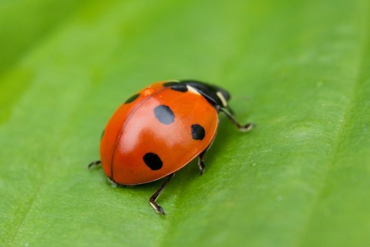 Ladybug sitting on a green leaf