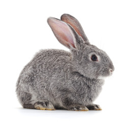 Obraz premium Gray rabbit.
