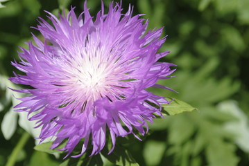 Obraz premium purple flower Bud