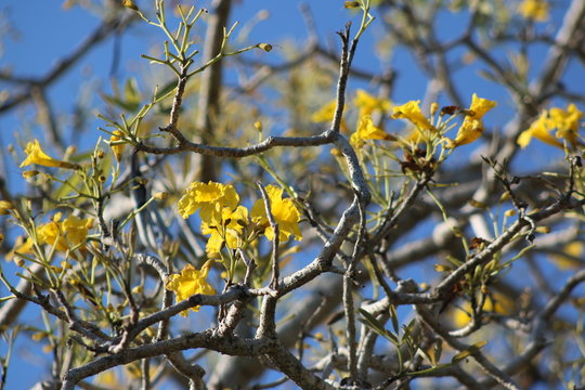 a yellow tabebuia tree