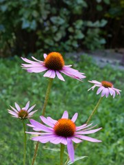 pink coneflowers in a garden