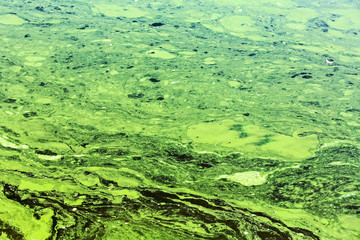 dead water with yellow and green scum strips with pollution