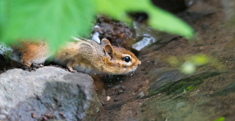 Naklejka na ściany i meble Smallest member of squirrel family, Eastern Chipmunk (Tamias) risks his life taking a drink from the water - edge of Ottawa River where potential predators lie in wait.
