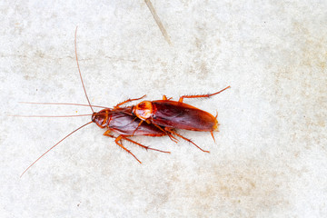 cockroach make love on concrete floor