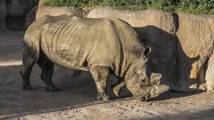 Portrait of rhinoceros