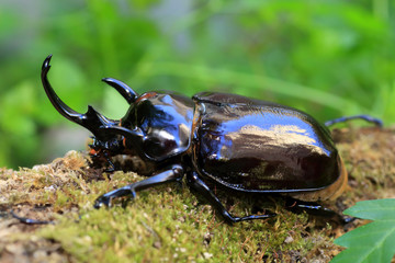 Mars elephant beetle (Megasoma mars) in Ecuador
