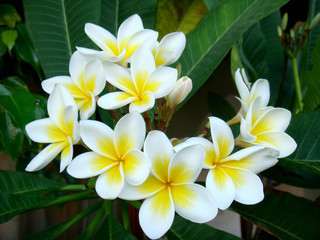  frangipani flowers