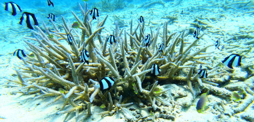 宮古島　珊瑚の根と熱帯魚