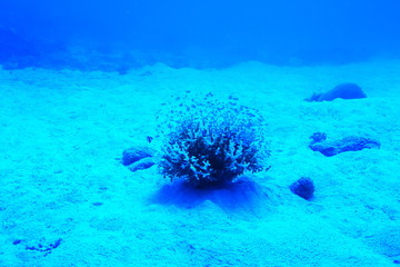 珊瑚の根と熱帯魚