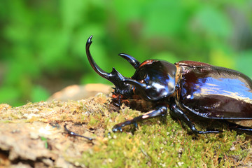 Mars elephant beetle (Megasoma mars) in Ecuador
