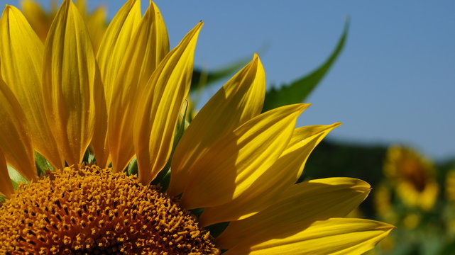 Sun and sunflower. Blooming sunflower heads in cultivated crop field