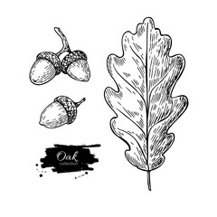 Naklejka premium Vector oak leaf and acorn drawing set. Autumn elements.