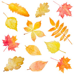 Set of autumn leaves isolated on white background.