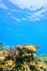 宮古島　八重干瀬の珊瑚礁