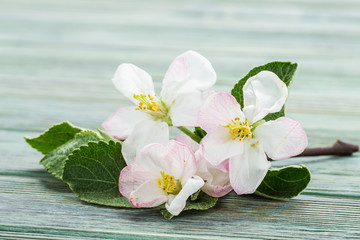 Fototapeta premium Apple trees flowers