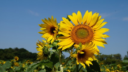 Sun and sunflower. Blooming sunflower heads in cultivated crop field