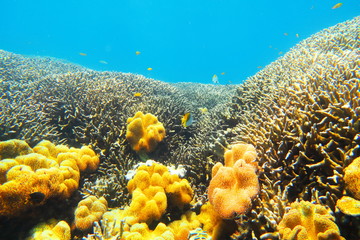 Fototapeta na wymiar 宮古島　八重干瀬の珊瑚礁
