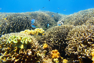 Naklejka na ściany i meble 宮古島　八重干瀬の珊瑚礁