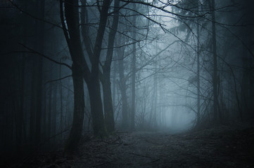 Fototapeta premium spooky woods at night