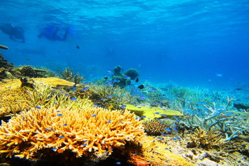 Naklejka na ściany i meble 宮古島　八重干瀬の珊瑚礁とシュノーケルをする人々