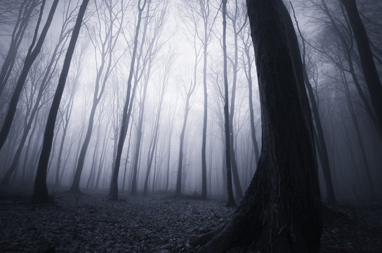 misty forest background