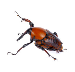 palm weevil snout beetle, Rhynchophorus ferrugineus, isolated on