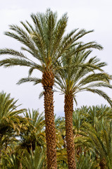 Palm tree in Morocco