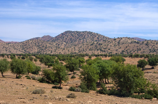 Plantation Of Argan Trees, Morocco