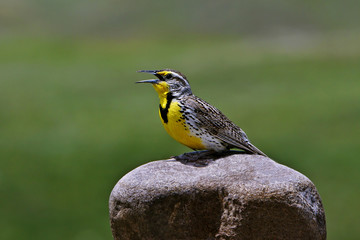 Western Meadowlark - Sturnella neglecta
