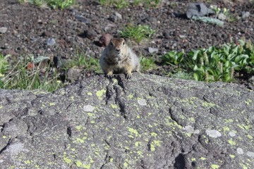 rodent on a stone, American longtail gopher, sunny day
