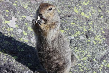 Rodent eats sugar, American longtail gopher, sunny day