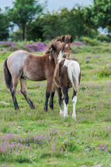 young horses play in moorland, heather season