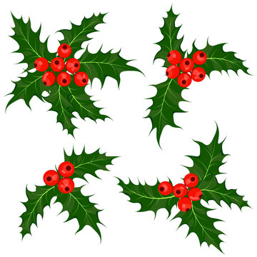 Holly berries set. Mistletoe - Christmas symbol vector illustration