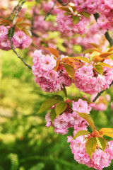 lush flowering branch of pink cherry flowers on a natural background spring garden
