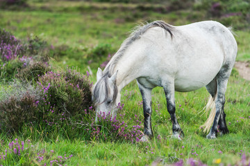 Obraz na płótnie Canvas wild horse grazing in heather