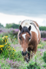 wild horse grazing in heather