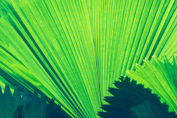 Texture of green leaf. Abstract nature background.