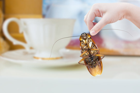 Woman's Hand holding cockroach on coffee cup background, eliminate cockroach in house