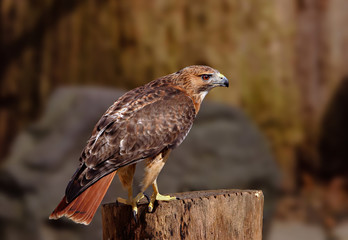 Red Tail Hawk