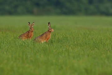 two hares in the beautiful light on green grassland,european wildlife, wild animal in the nature habitat, czech republic, lepus europaeus