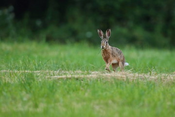 hare in the beautiful light on green grassland,european wildlife, wild animal in the nature habitat, czech republic, lepus europaeus