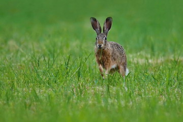 Naklejka na ściany i meble hare in the beautiful light on green grassland,european wildlife, wild animal in the nature habitat, czech republic, lepus europaeus