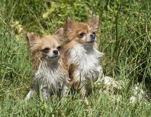 two chihuahua in river