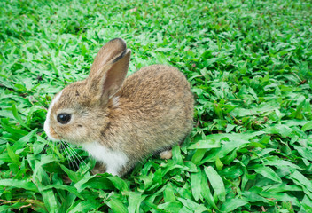 rabbit