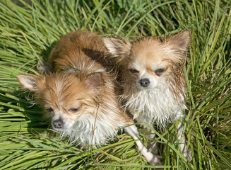 chihuahuas in nature