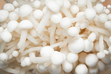 close up pile of needle mushroom as a background
