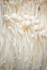 close up pile of needle mushroom as a background