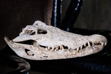Giant crocodile bones