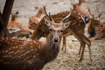 deer with horn and white spot