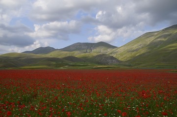 Castelluccio di Norcia-Paesaggio con papaveri